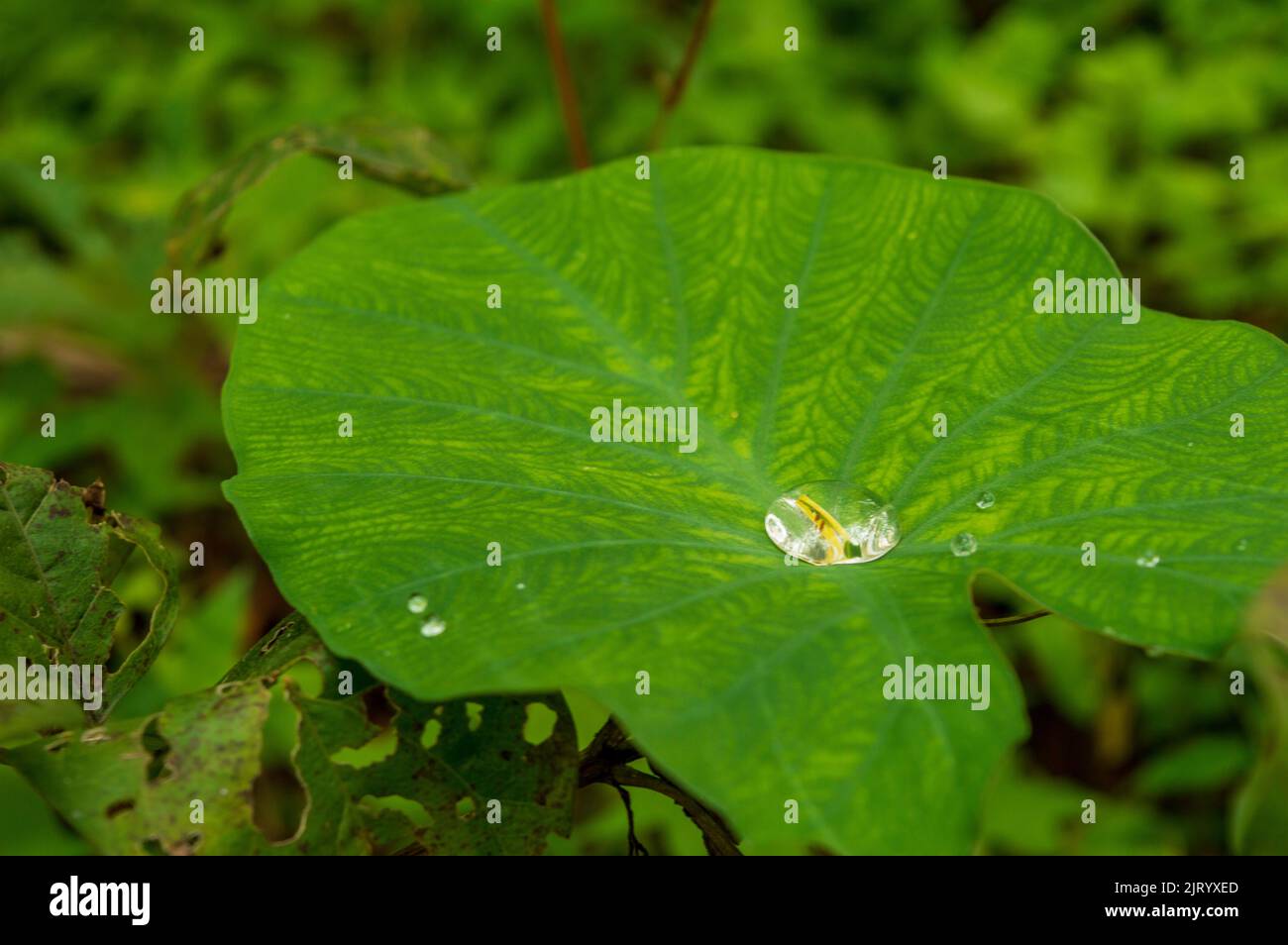 Colocasia-Blätter werden nie nass, da sie mit wachsartigen, mikroskopischen Beulen bedeckt sind, die verhindern, dass Wassertropfen kleben oder haften können Stockfoto