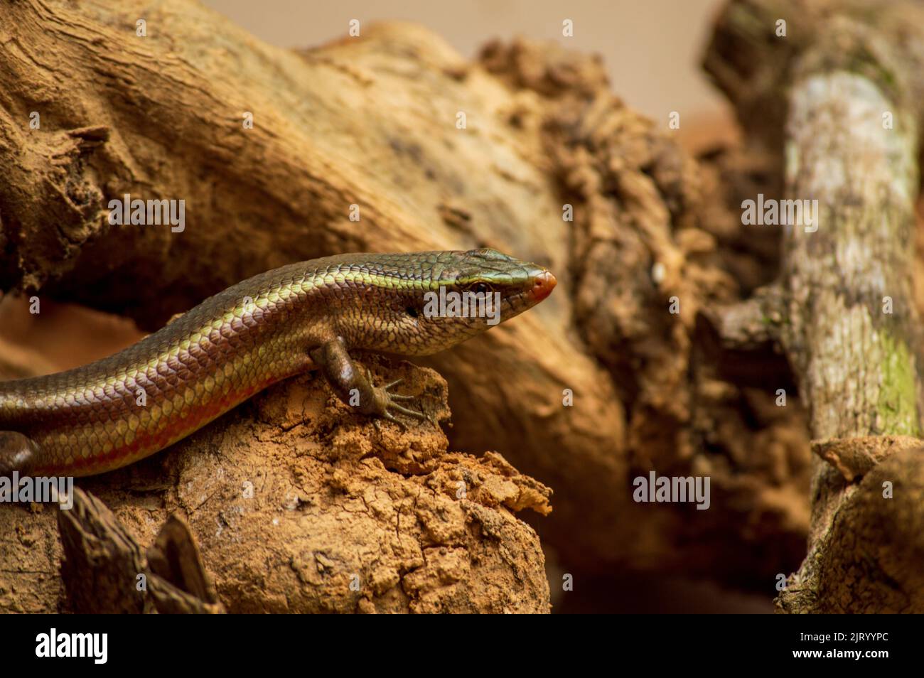 Eidechsen sind eine weit verbreitete Gruppe von Reptilien, die kaltblütige Tiere sind. Hier ist eine Eidechse mit einem schönen Hintergrund. Stockfoto