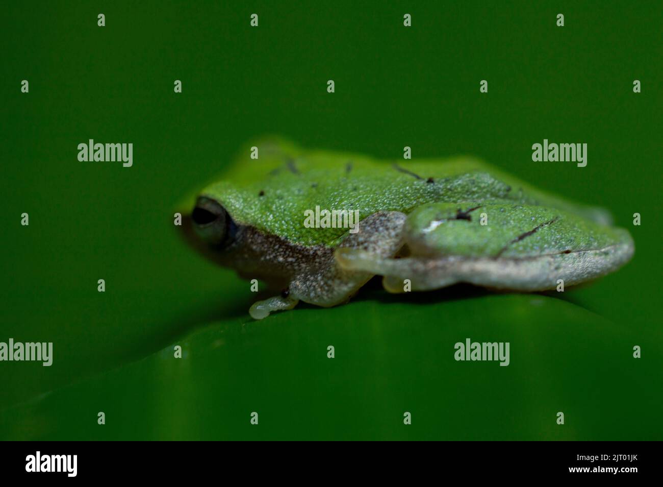 Der grüne Frosch ist ein sehr symbolisches Tier und gilt weithin als