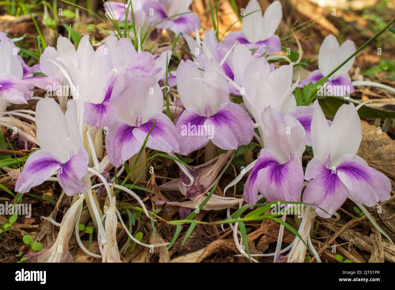 Wild Kurkuma kann bei Hautbeschwerden verwendet werden. Es verbessert auch den Hautton und den gesamten Teint auf natürliche Weise. Es hat antibakterielle Eigenschaften. Stockfoto