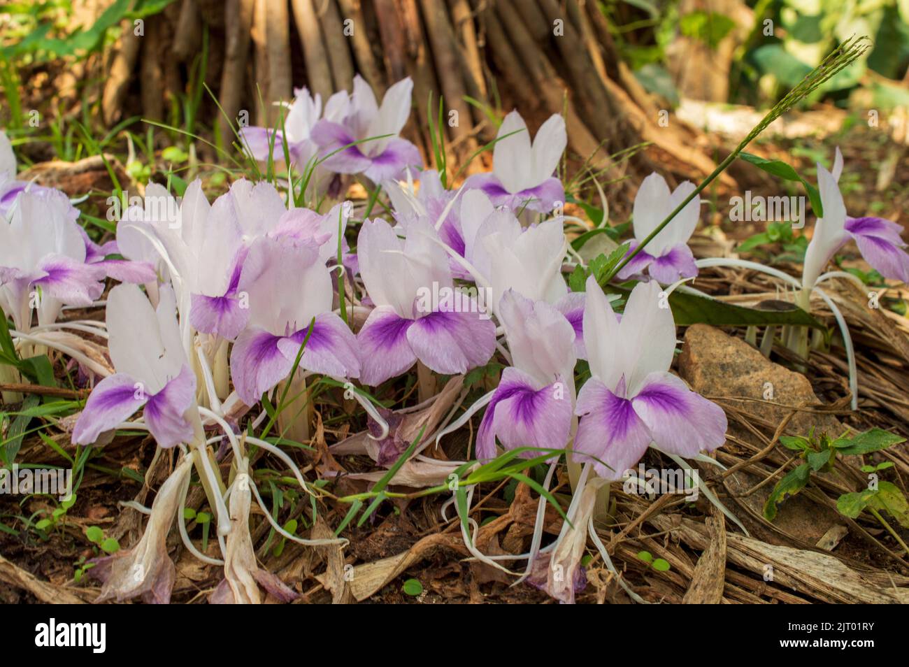 Wild Kurkuma kann bei Hautbeschwerden verwendet werden. Es verbessert auch den Hautton und den gesamten Teint auf natürliche Weise. Es hat antibakterielle Eigenschaften. Stockfoto