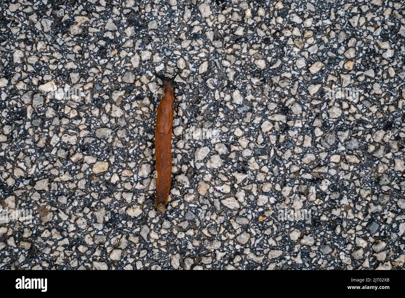 Spanische Schnecke (Arion lusitanicus - Arion vulgaris) oder portugiesische Schnecke als invasive Arten- und Gartenpest Stockfoto