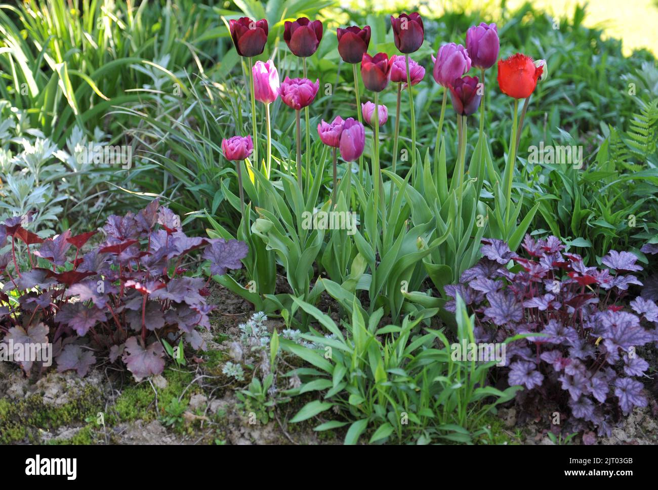 Ein Blumenrand in einem Garten mit einer lilafarbenen Heuchera und roten und lilafarbenen Tulpen (Tulipa) im Mai Stockfoto