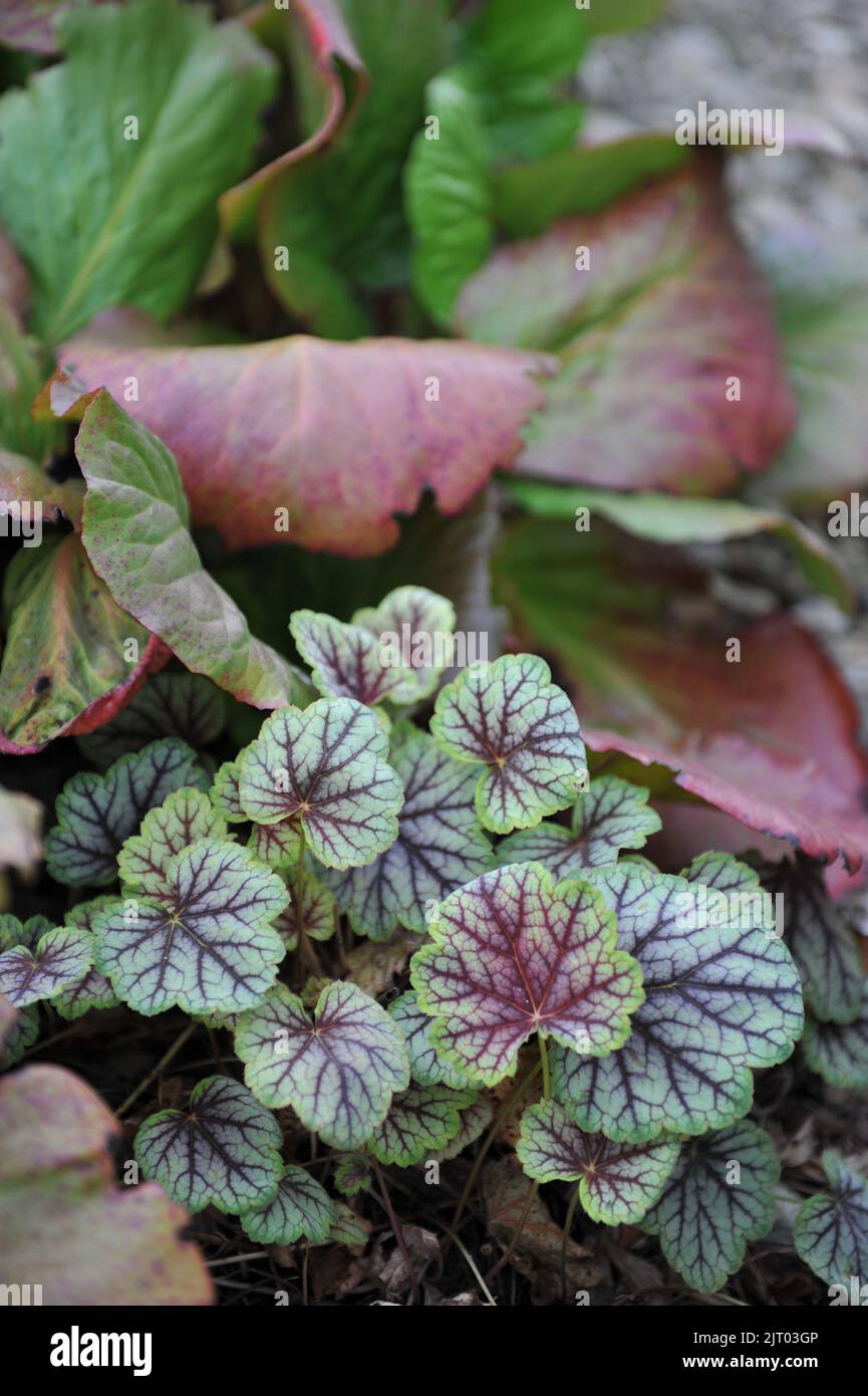 Eine Blumengrenze in einem Garten mit Heuchera Magic Color und Bergenia im Mai Stockfoto