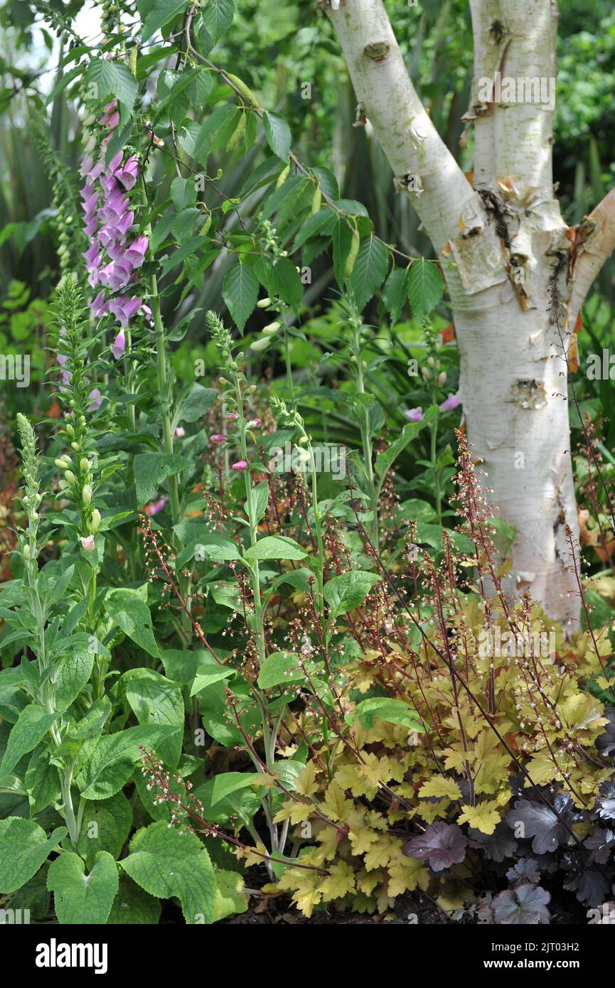 Im Mai wird eine Birke (Betula) von einer Blumenranke in einem Garten mit Orangen- und lila-blättriger Heuchera und pinkfarbenen Foxhandschuhen (Digitalis purpurea) umgeben Stockfoto