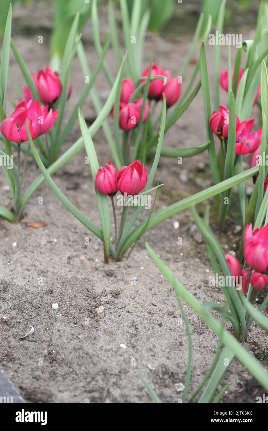 Lila verschiedene Tulpen (Tulipa humilis) im April erblühen Träume in einem Garten Stockfoto