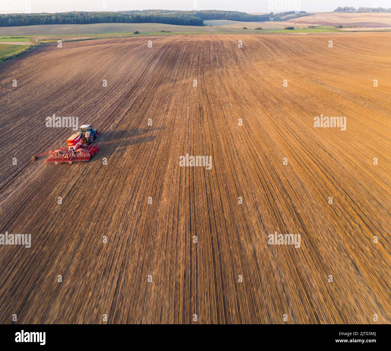 Bue-Traktor fährt durch ein riesiges goldbraunes Feld und grünes Ackerland im Hintergrund. Sämaschine. Horizontale Aufnahme. Hochwertige Fotos Stockfoto