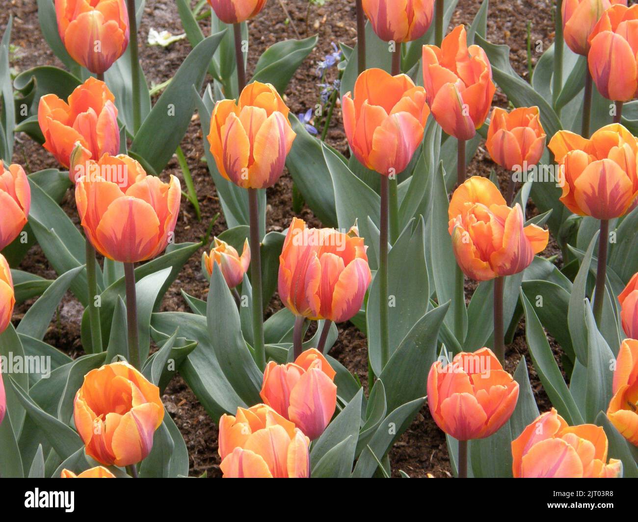 Orange Triumph Tulpen (Tulipa) Prinses Irene blüht im April in einem Garten Stockfoto