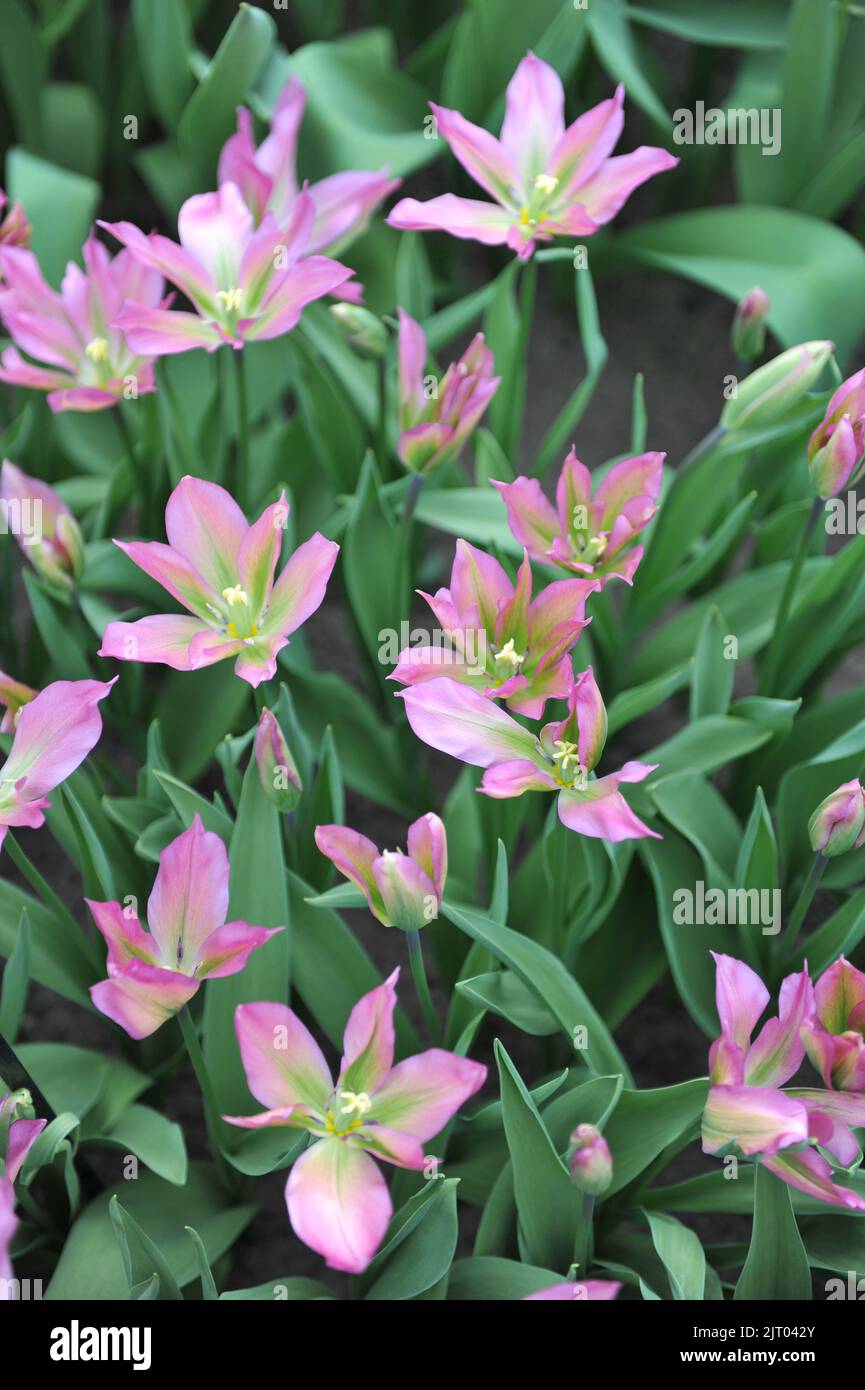 Im April blühen in einem Garten pinkfarbene und grüne Viridiflora Tulpen (Tulipa) Purple Dance Stockfoto