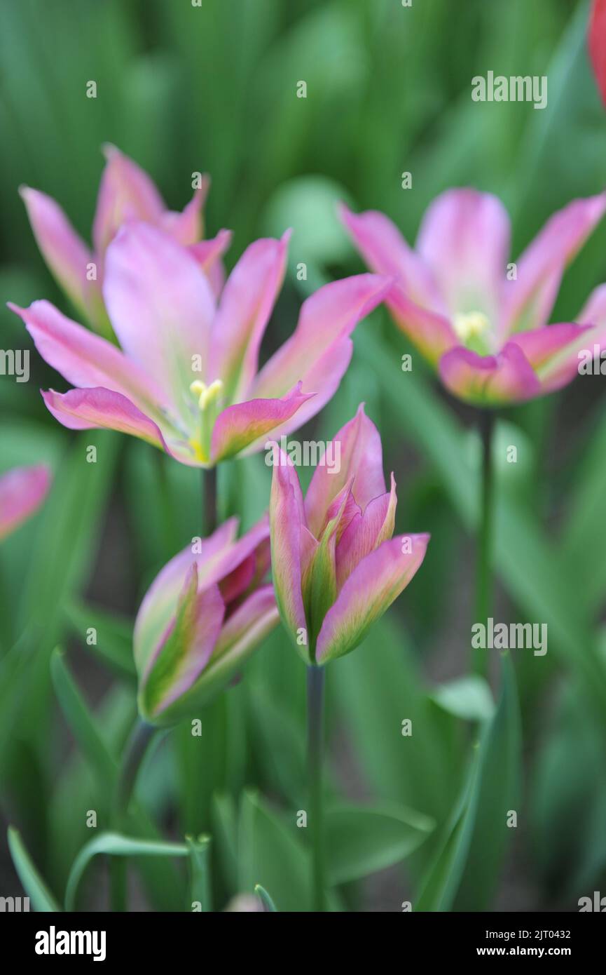 Im April blühen in einem Garten pinkfarbene und grüne Viridiflora Tulpen (Tulipa) Purple Dance Stockfoto