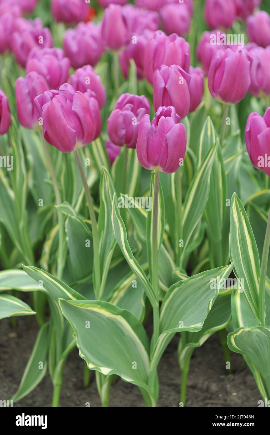 Triumph Tulpen (Tulipa) Purple Flag Design mit verschiedenen Blättern blüht im April in einem Garten Stockfoto