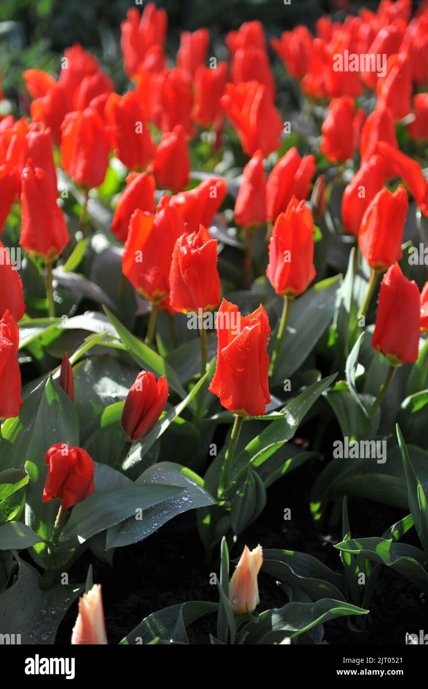 Fosteriana Tulpen (Tulipa) Roter Kaiser blüht im April in einem Garten Stockfoto