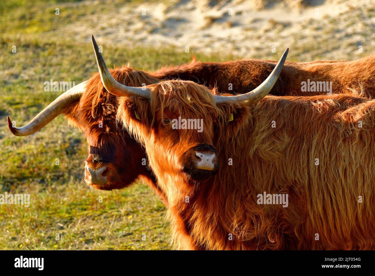 Portrait von zwei Hochlandrindern im Dünenreservat Nordholland. Ein Stier und eine Kuh. Schoorlse Duinen, Niederlande. Stockfoto