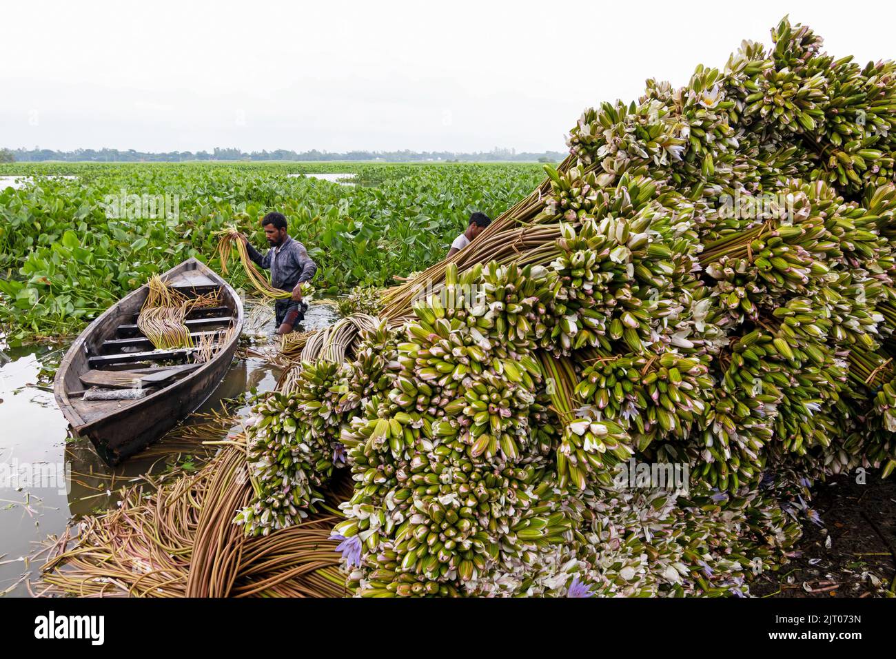 Munshiganj, Dhaka, Bangladesch. 27. August 2022. Die Bauern arrangieren Seerosen, nachdem sie sie aus den Feuchtgebieten in Munshiganj, am Stadtrand von Dhaka, Bangladesch, geerntet haben. Die Bauern schweben durch einen 5.000 Hektar großen Kanal und nutzen ihre kleinen Boote, um Seerosen zu holen und sie auf dem Markt zu verkaufen. Sie beginnen sehr früh am Morgen ab 6 Uhr im Kanal zu arbeiten und arbeiten bis zum Nachmittag. Die Wasserlilie, die Nationalblume von Bangladesch, blüht nur zu einer bestimmten Zeit während des Monsuns von Juli bis November. Jede Blume wird sorgfältig von Hand gepflückt, gesammelt im kleinen Holzboot der Bauern, ti Stockfoto