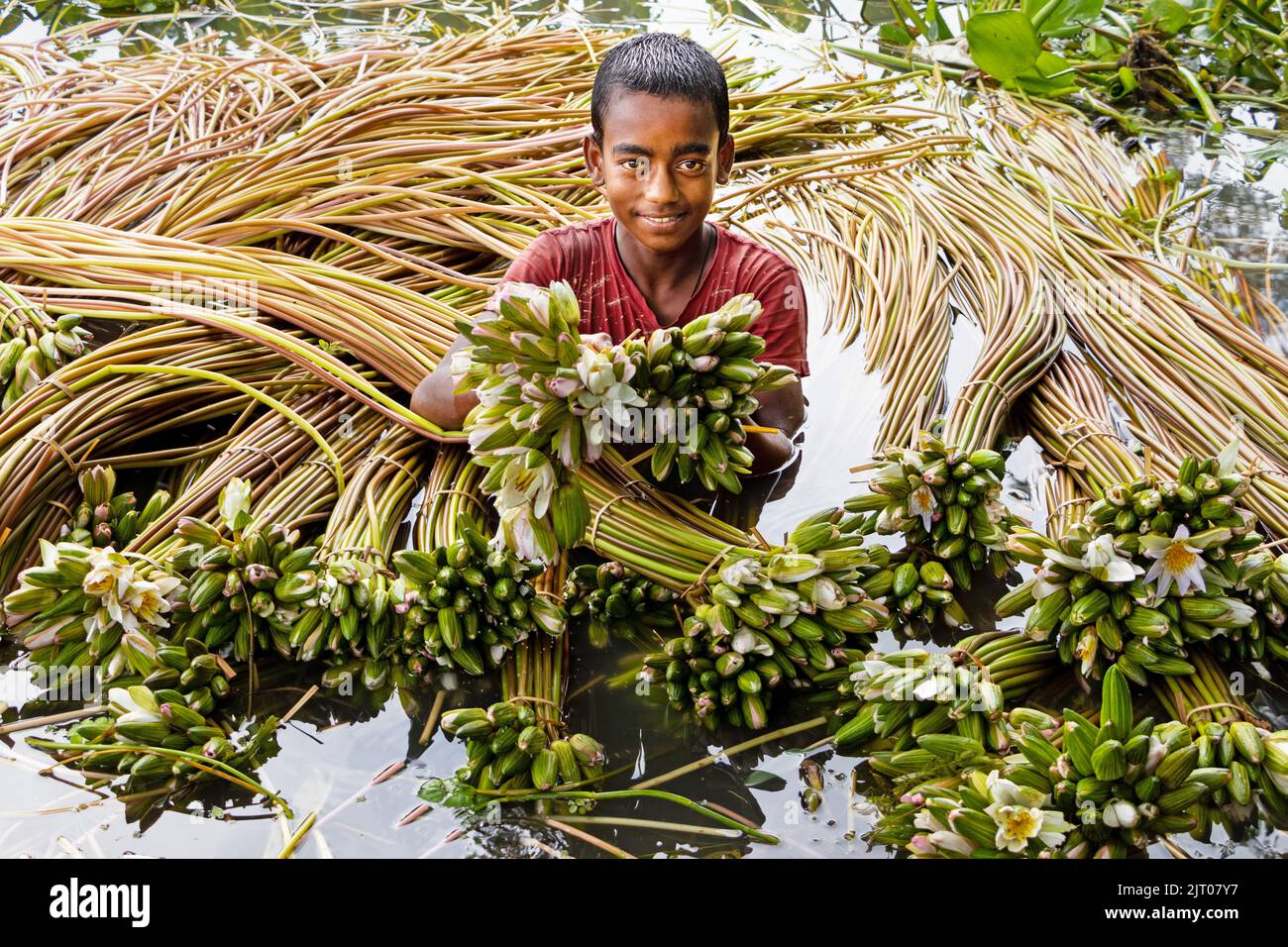 Munshiganj, Dhaka, Bangladesch. 27. August 2022. Ein Junge hält Seerosen, während er schwimmt, um sie aus den Feuchtgebieten in Munshiganj, am Stadtrand von Dhaka, Bangladesch, zu sammeln. Die Bauern schweben durch einen 5.000 Hektar großen Kanal und nutzen ihre kleinen Boote, um Seerosen zu holen und sie auf dem Markt zu verkaufen. Sie beginnen sehr früh am Morgen ab 6 Uhr im Kanal zu arbeiten und arbeiten bis zum Nachmittag. Die Wasserlilie, die Nationalblume von Bangladesch, blüht nur zu einer bestimmten Zeit während des Monsuns von Juli bis November. Jede Blume wird sorgfältig von Hand gepflückt, gesammelt im kleinen Holzboot der Bauern, Stockfoto