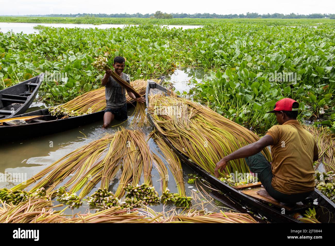 Munshiganj, Dhaka, Bangladesch. 27. August 2022. Die Bauern arrangieren Seerosen, nachdem sie sie aus den Feuchtgebieten in Munshiganj, am Stadtrand von Dhaka, Bangladesch, geerntet haben. Die Bauern schweben durch einen 5.000 Hektar großen Kanal und nutzen ihre kleinen Boote, um Seerosen zu holen und sie auf dem Markt zu verkaufen. Sie beginnen sehr früh am Morgen ab 6 Uhr im Kanal zu arbeiten und arbeiten bis zum Nachmittag. Die Wasserlilie, die Nationalblume von Bangladesch, blüht nur zu einer bestimmten Zeit während des Monsuns von Juli bis November. Jede Blume wird sorgfältig von Hand gepflückt, gesammelt im kleinen Holzboot der Bauern, ti Stockfoto