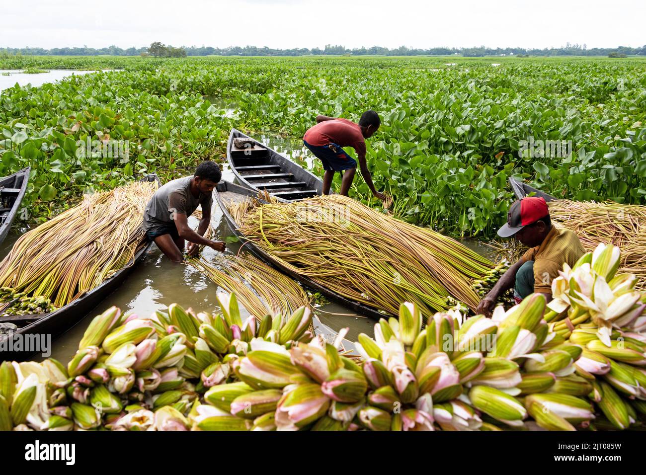 Munshiganj, Dhaka, Bangladesch. 27. August 2022. Die Bauern arrangieren Seerosen, nachdem sie sie aus den Feuchtgebieten in Munshiganj, am Stadtrand von Dhaka, Bangladesch, geerntet haben. Die Bauern schweben durch einen 5.000 Hektar großen Kanal und nutzen ihre kleinen Boote, um Seerosen zu holen und sie auf dem Markt zu verkaufen. Sie beginnen sehr früh am Morgen ab 6 Uhr im Kanal zu arbeiten und arbeiten bis zum Nachmittag. Die Wasserlilie, die Nationalblume von Bangladesch, blüht nur zu einer bestimmten Zeit während des Monsuns von Juli bis November. Jede Blume wird sorgfältig von Hand gepflückt, gesammelt im kleinen Holzboot der Bauern, ti Stockfoto