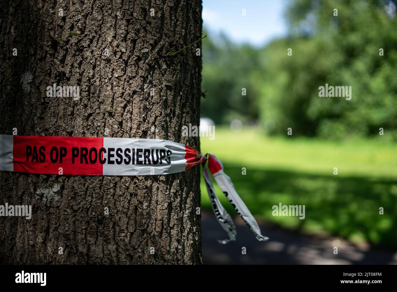 Eine Nahaufnahme eines Bandes um einen Baum an der Hoornseplas, der sagt: Pass auf Prozession auf. Stockfoto