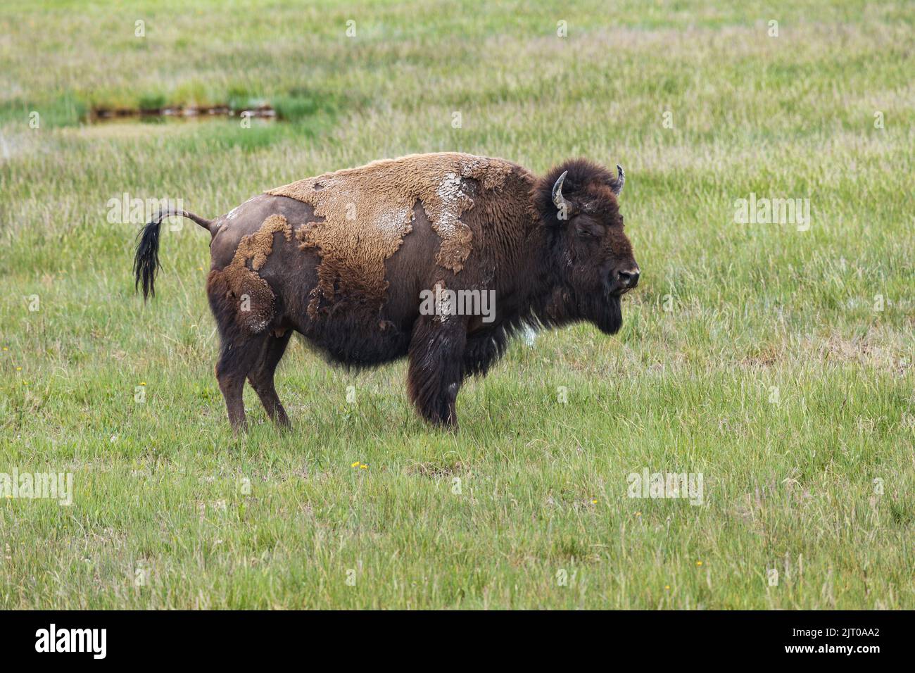 American Bisons vergießen seinen Wintermantel im Yellowstone National Park, Wyoming, USA Stockfoto