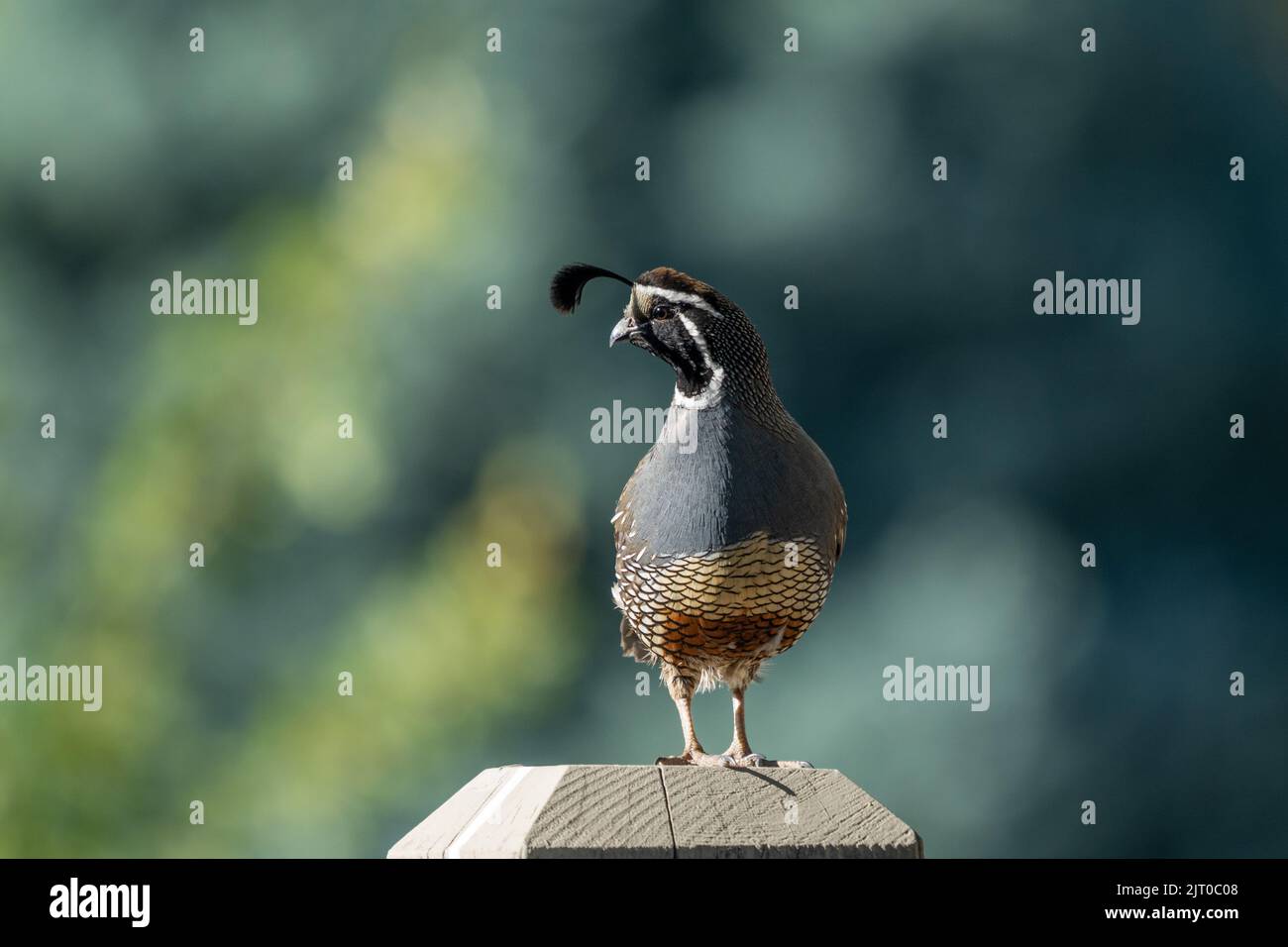 Ein männlicher California Quail, Callipepla californica, auf einem Zaun in Utah. Stockfoto