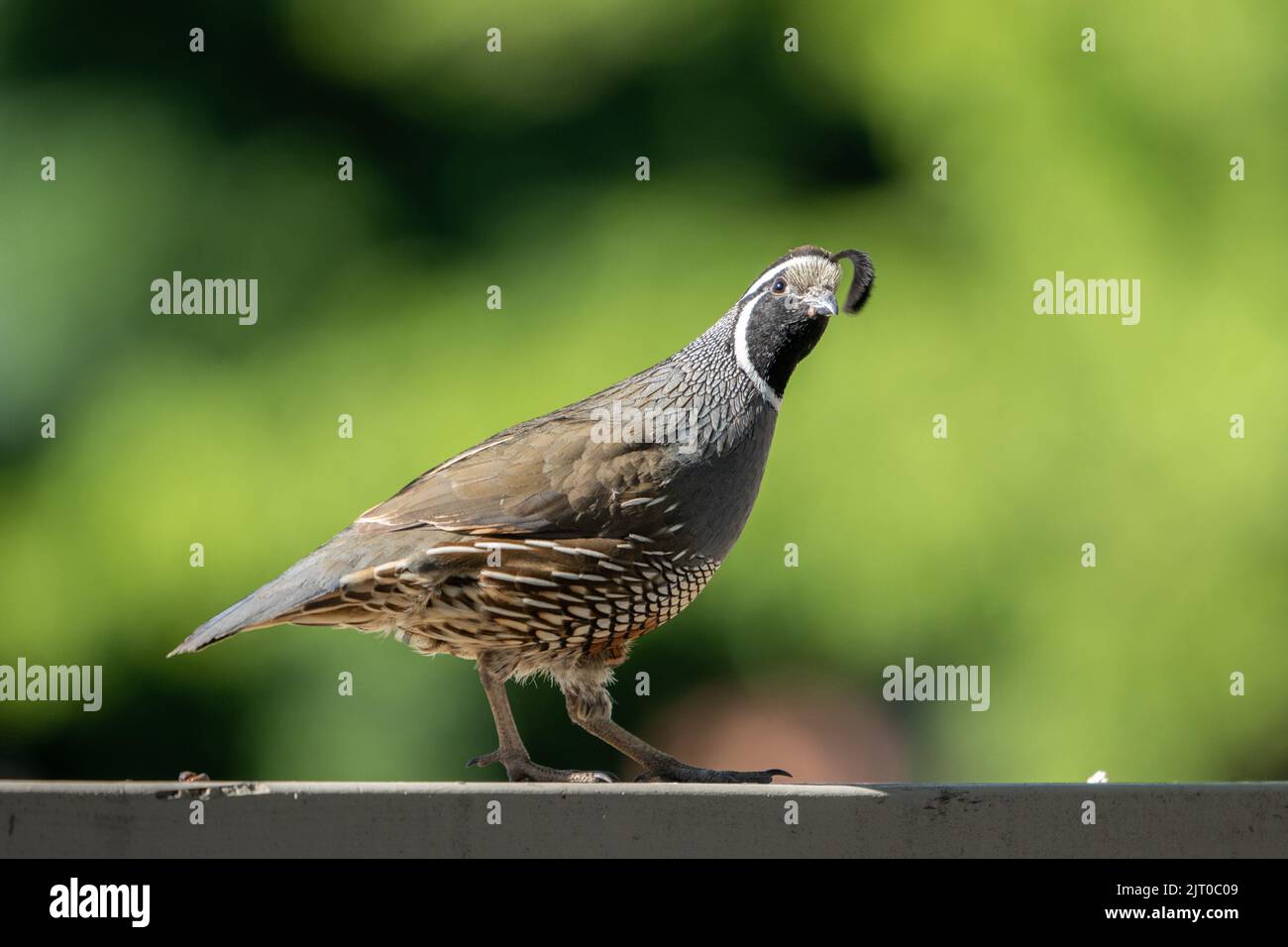 Ein männlicher California Quail, Callipepla californica, auf einem Zaun in Utah. Stockfoto