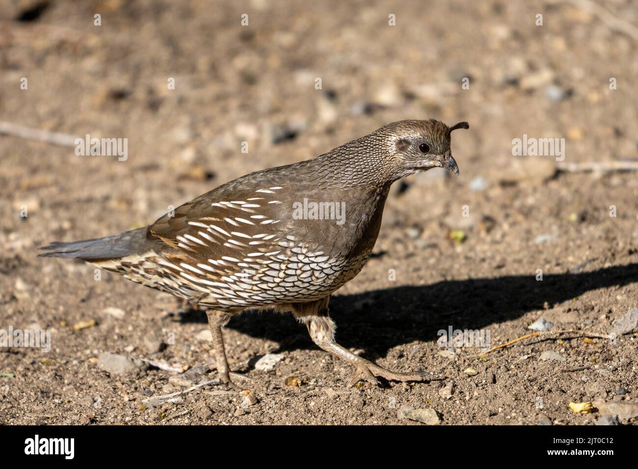 Eine weibliche California Quail, Callipepla californica, in Utah. Stockfoto