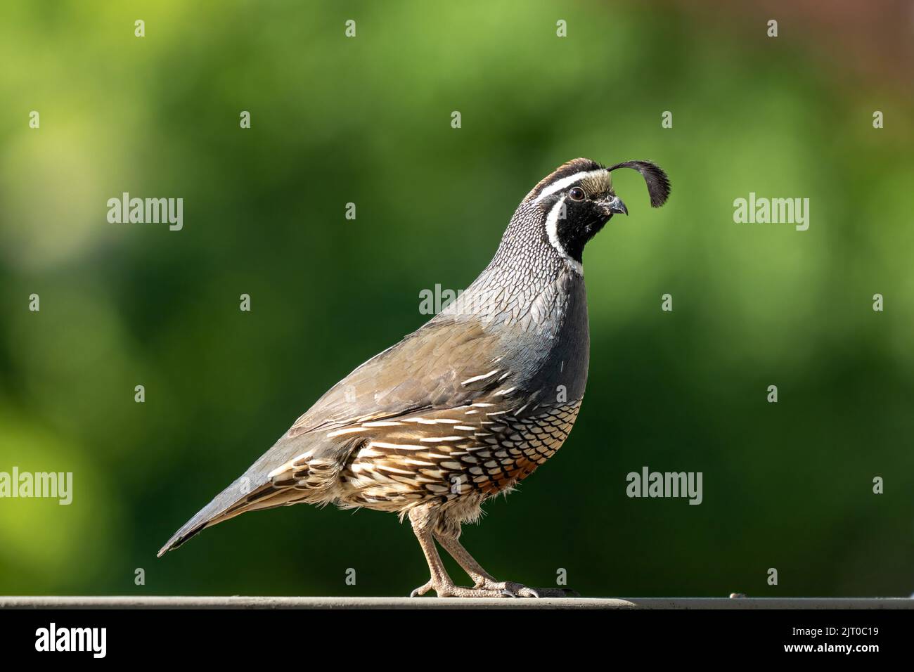 Ein männlicher California Quail, Callipepla californica, auf einem Zaun in Utah. Stockfoto