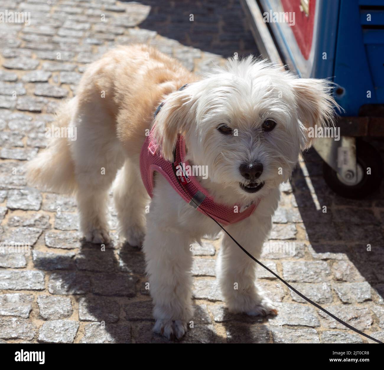 Ein kleiner Hund vor der Kathedrale von Santiago De Compostela Galicia Spanien Stockfoto