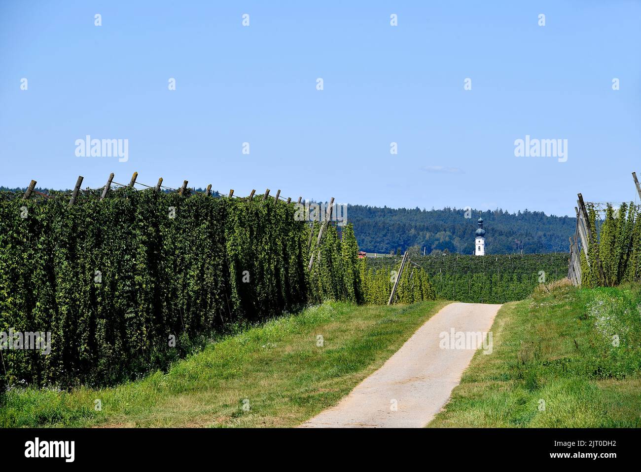 Kirche, Kirchturm, Hopfen, Hopfen reif für die Ernte, Übersicht Hopfengarten, Hopfenfeld, Hopfenreben, Landschaft, Übersicht, Holledau, Hallertau, Oberbayern, Stockfoto