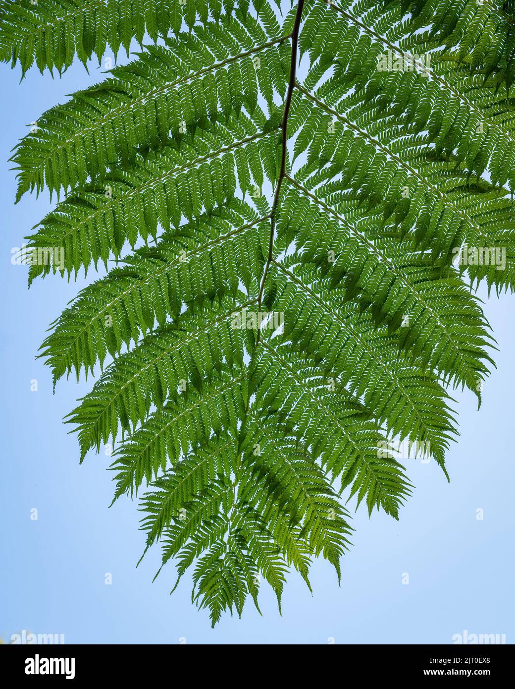 Einfache Komposition mit einer einzigen grünen Baumwedel Stockfoto