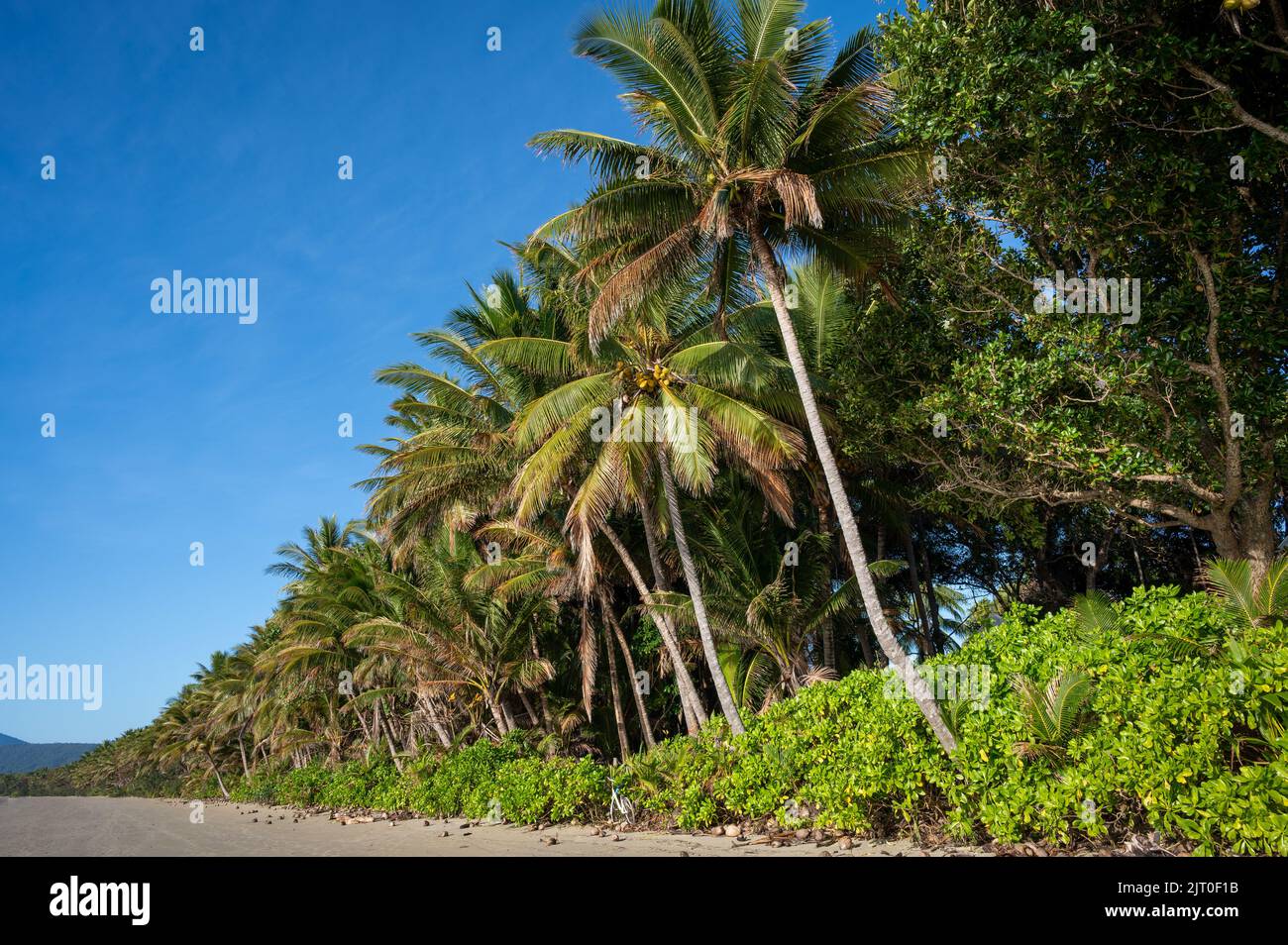 Das 4 Meilen lange, von Kokos gesäumte Strandresort an einem wunderschönen Tag am blauen Himmel in Port Douglas, angrenzend an das Sheraton Mirage Resort in Queensland, Australien. Stockfoto