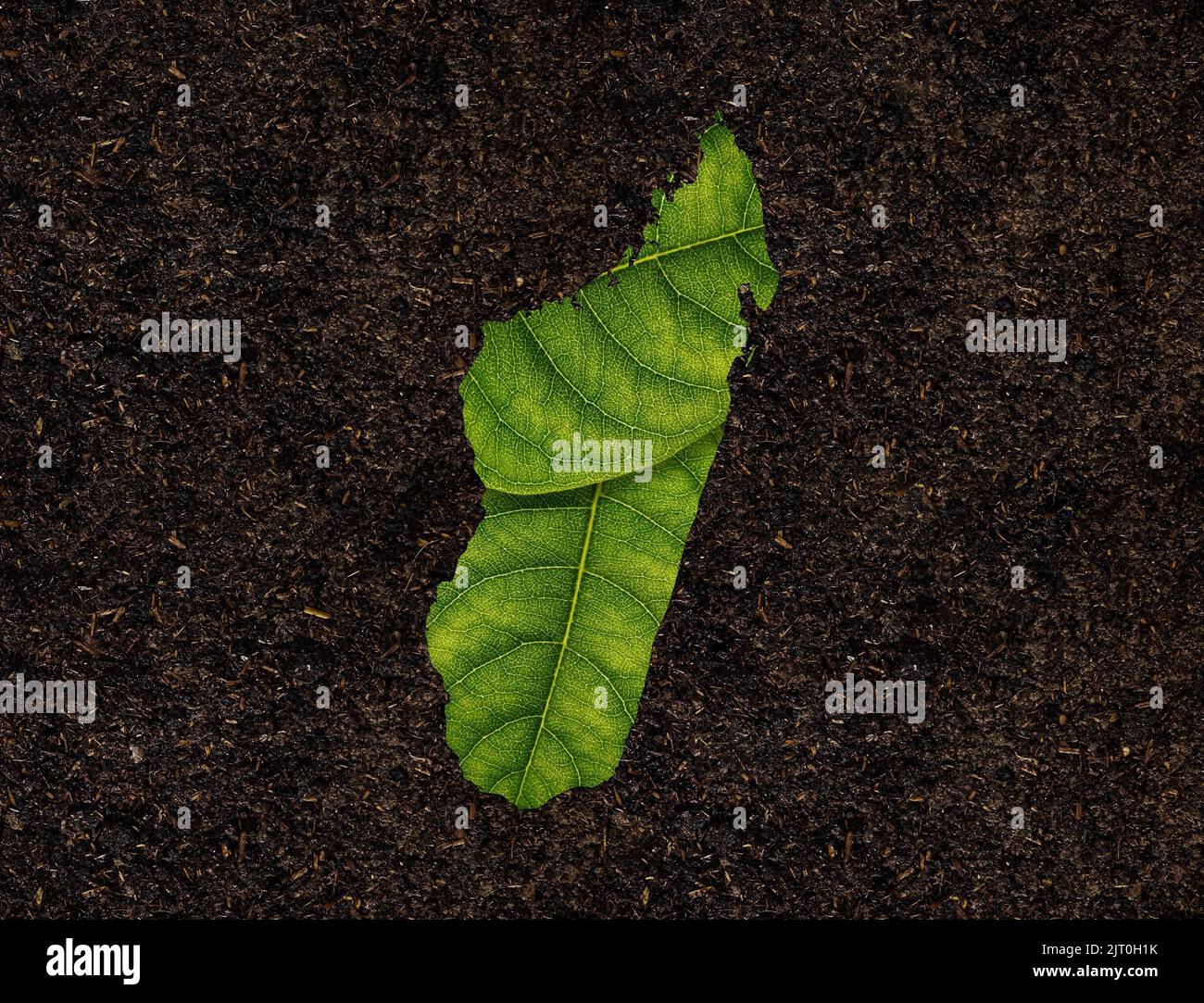 Eine Nahaufnahme der Madagaskar-Karte aus grünen Blättern auf Bodengrund, Ökologie-Konzept Stockfoto