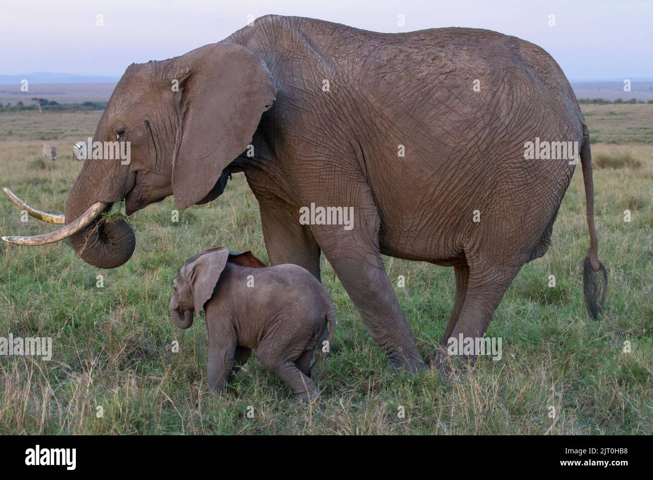 Afrikanischer Elefant (Loxodonta africana) Weibchen mit Kalb der Stamm des Weibchens wurde an der Spitze von einer Schlinge abgetrennt Stockfoto