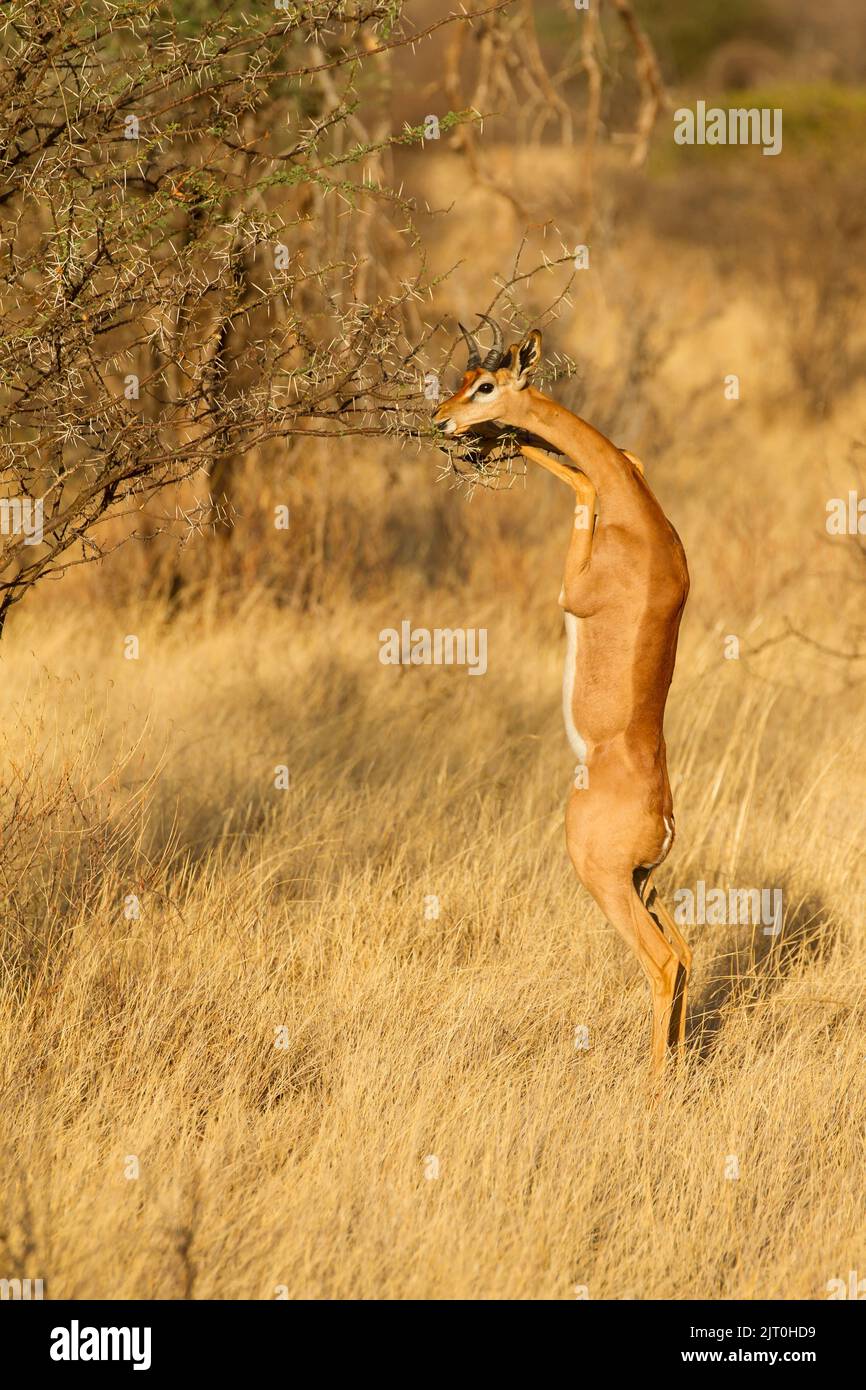 Gerenuk (Litocranius walleri), stehend auf höherer Vegetation zu stöbern Stockfoto