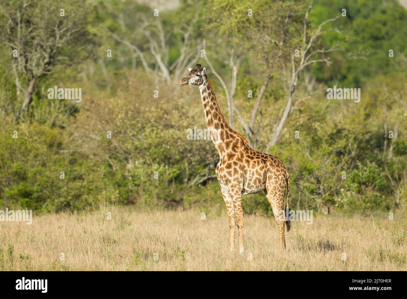 Giraffe (Giraffa camelopardalis), Masai-Rennen, Tippelskirchi Stockfoto