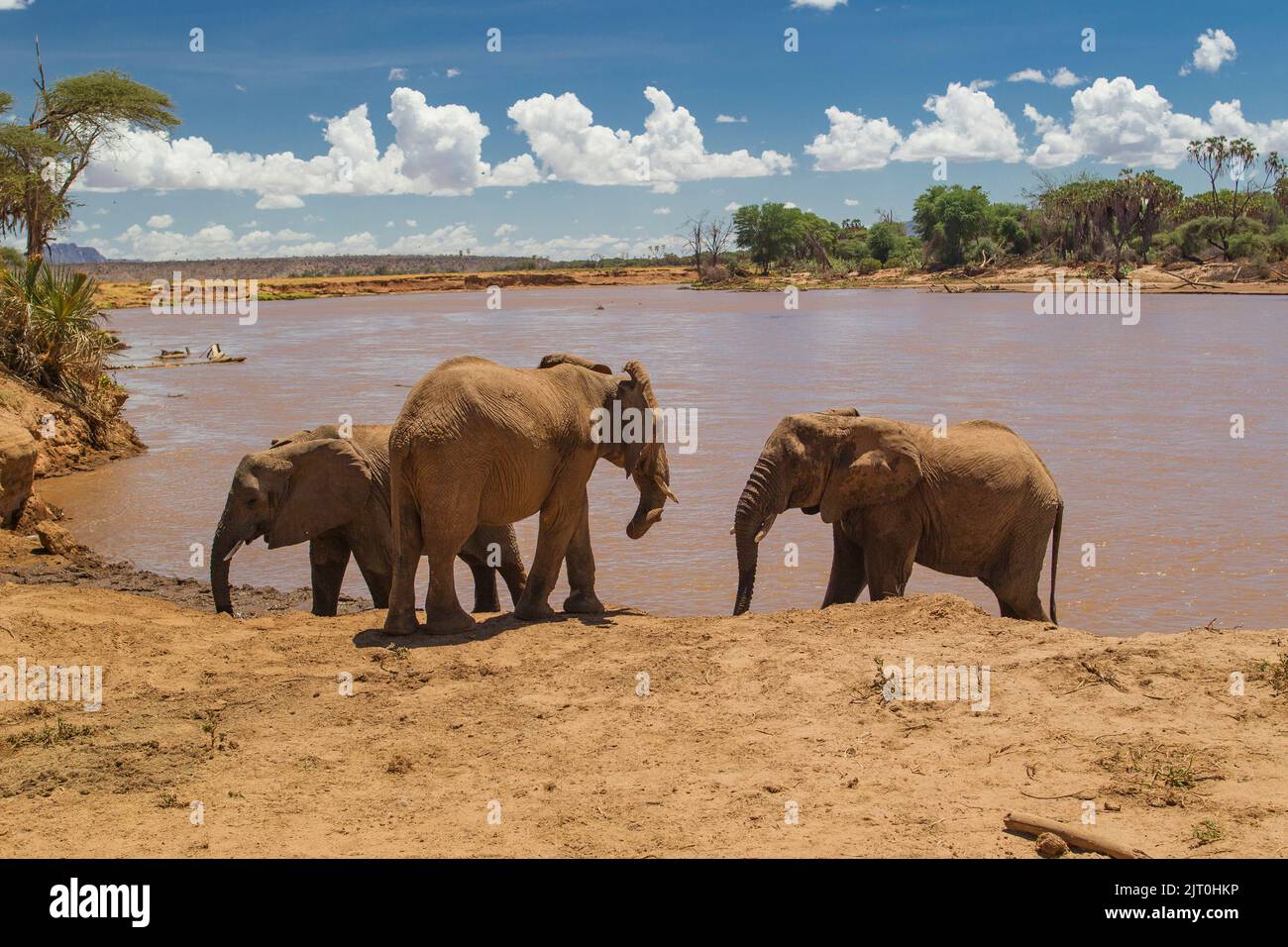 Afrikanische Elefanten (Loxodonta africana) am Fluss Ewaso Nyiro Stockfoto