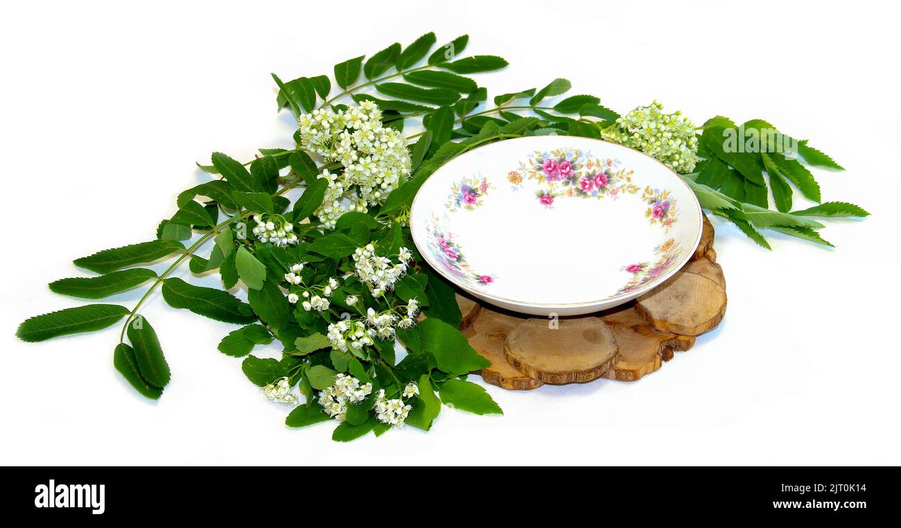 Weiße Rowan Blumen und frische Blätter, Wacholder stehen unter einem heißen, Porzellan paar Tasse und Untertasse isoliert Stockfoto