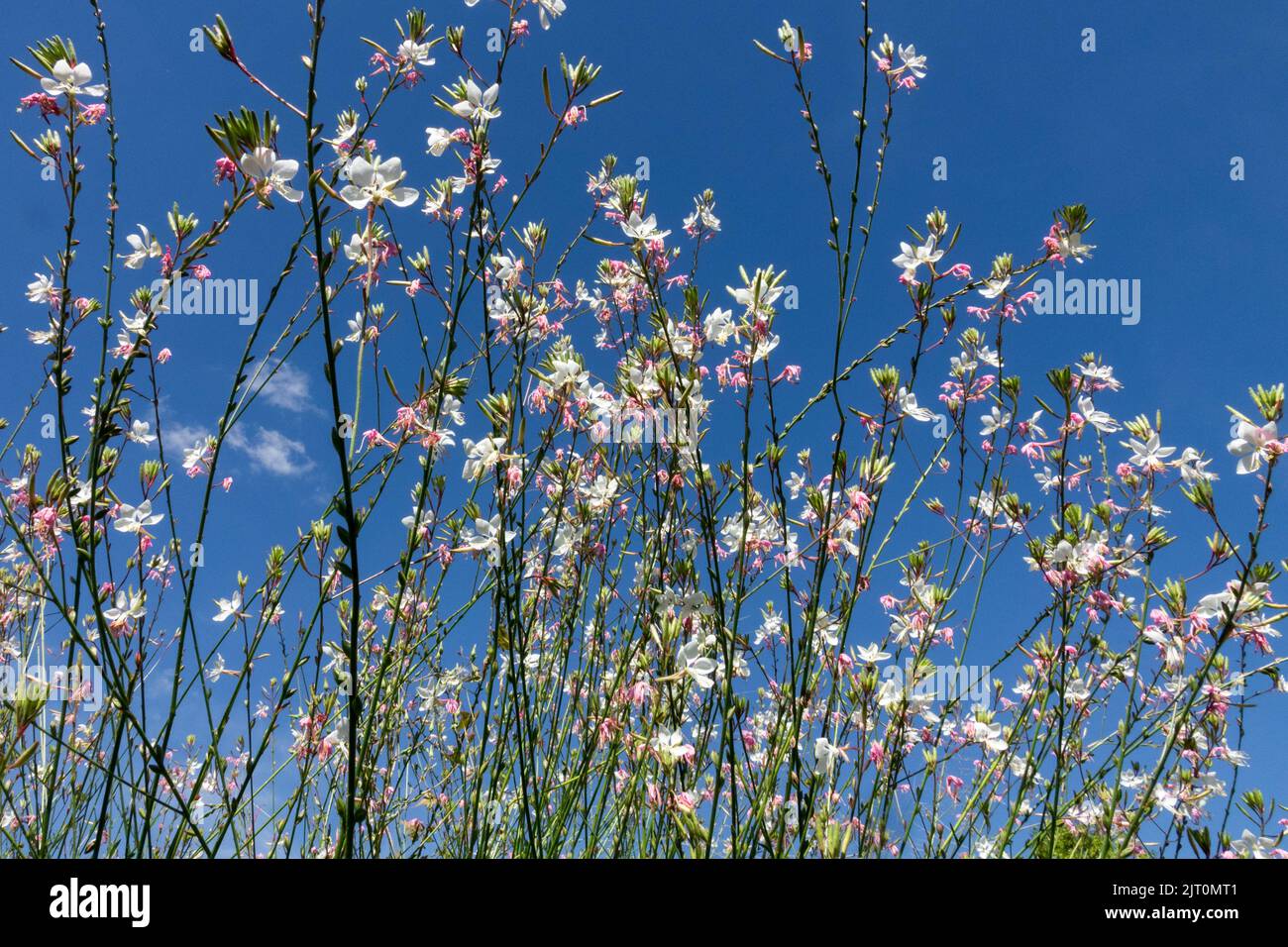 Lange Stielblüten gegen blauen Himmel Gaura Oenothera Krautige Pflanze Beeblossom, Biennale Gaura biennis, nordamerikanische einheimische Pflanze Stockfoto