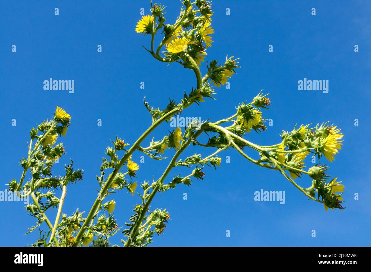 Silphium laciniatum. Compass Plant blüht auf langen Stielen hohe Pflanze nordamerikanische, winterharte Präriepflanze, die für die Dominanz in einem Garten geeignet ist Stockfoto