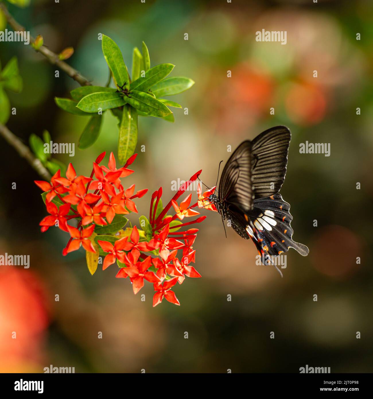 Ein gewöhnlicher Mormonenfalter auf einer Pflanze in Langkawi, Malaysia Stockfoto