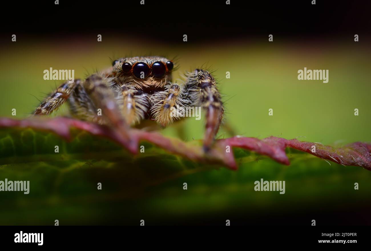 Neugierig springende Spinne auf einem Blatt, Marpissa muscosa Stockfoto