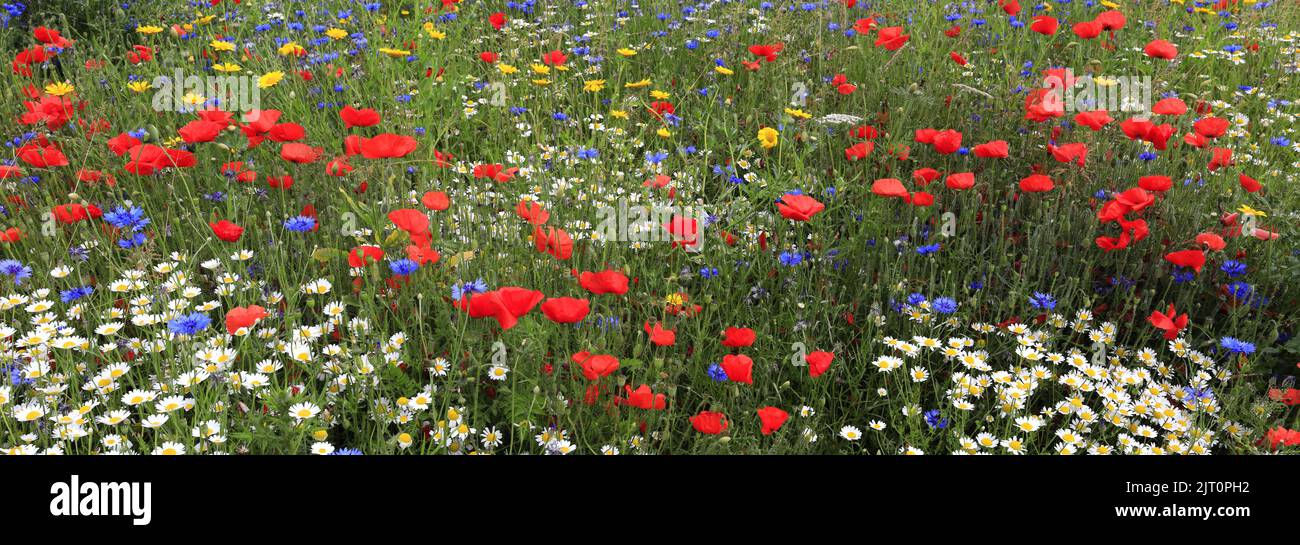 Wildblumenwiesen, Manor Park, Whittlesey Town, Cambridgeshire, England, VEREINIGTES KÖNIGREICH Stockfoto