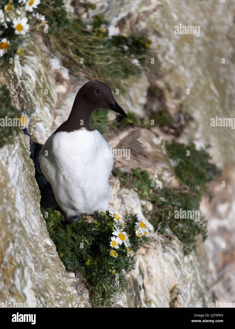 Porträt eines gemeinen Guillemot (Uria Aalge), der mit Gänseblümchen an einem Felsrand thront, Großbritannien. Stockfoto