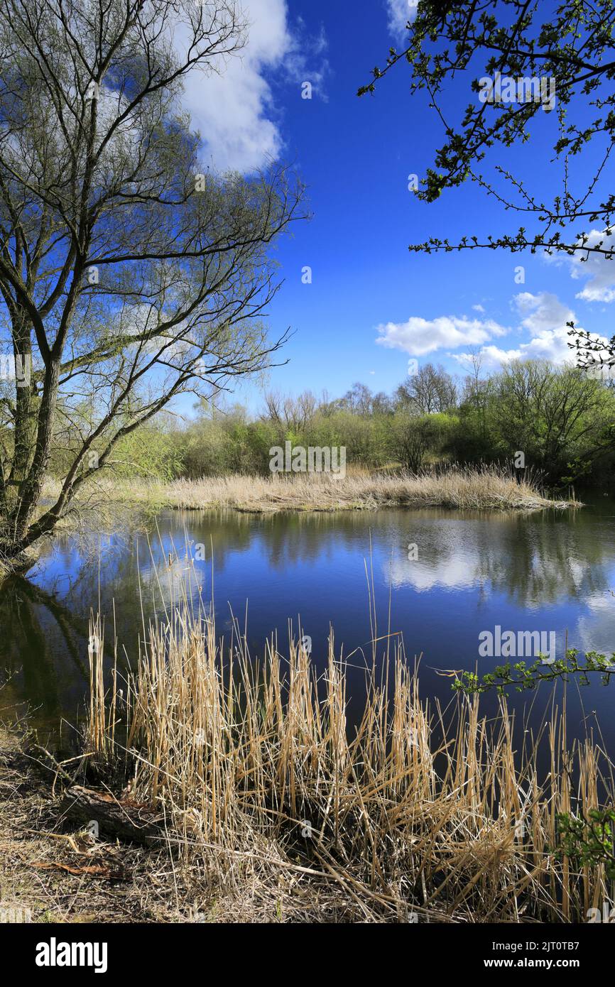 Frühlingsblick über das lokale Naturschutzgebiet Lattersey, Whittlesey Town, Cambridgeshire, England, Großbritannien Stockfoto