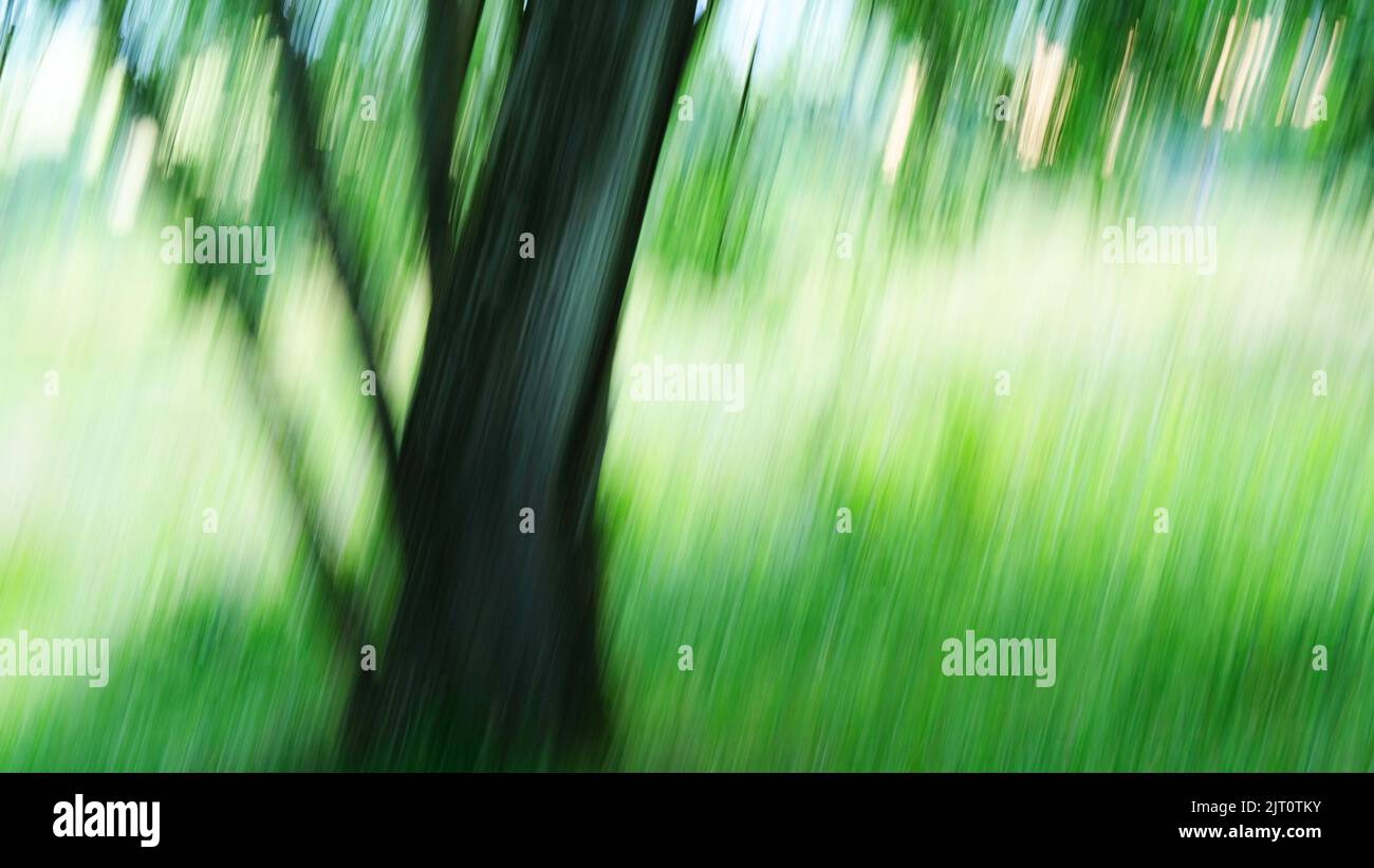 Absichtlich verschwommenes Bild eines Baumes im Wald - John Gollop Stockfoto