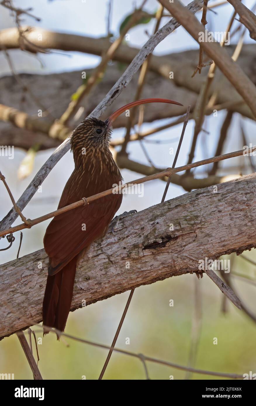 Rotschnabelschnabelschnabeler (Campylorhamphus trochilirostris) Erwachsener auf dem Zweig Pantanal, Brasilien, Juli Stockfoto