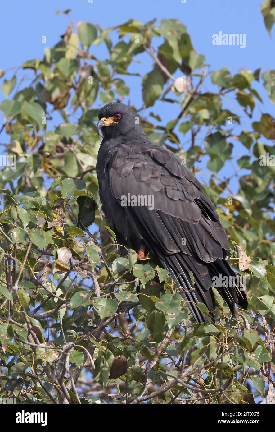 Schneckenkite (Rostrhamus sociabilis sociabilis) im Baum sitzend im Pantanal, Brasilien, Juli Stockfoto