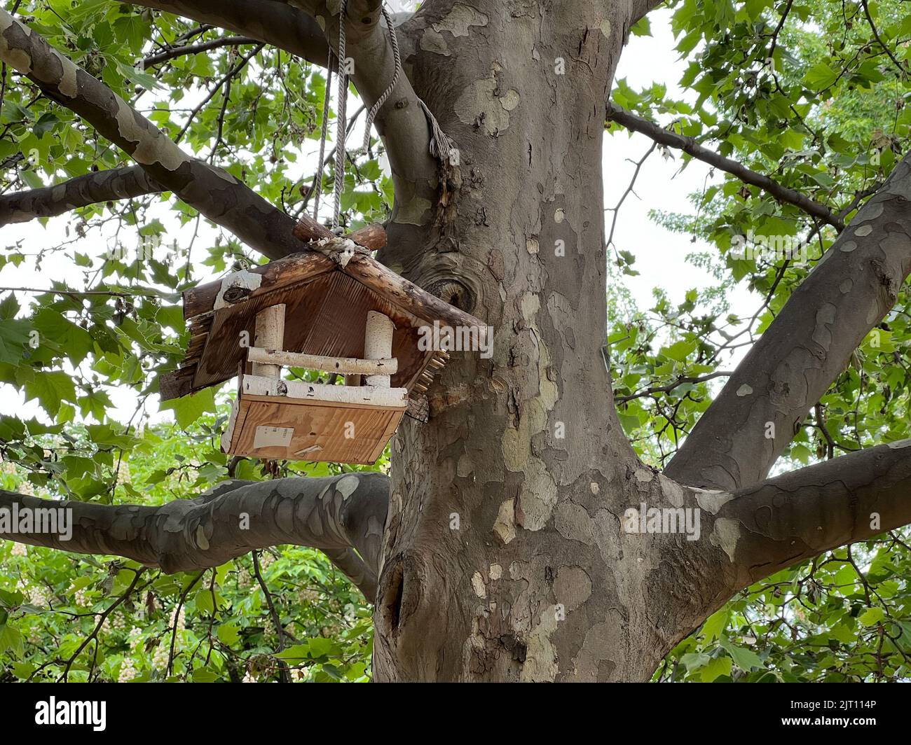 Vogelfutterhäuschen, das an einem grünen Platanenbaum hängt Stockfoto