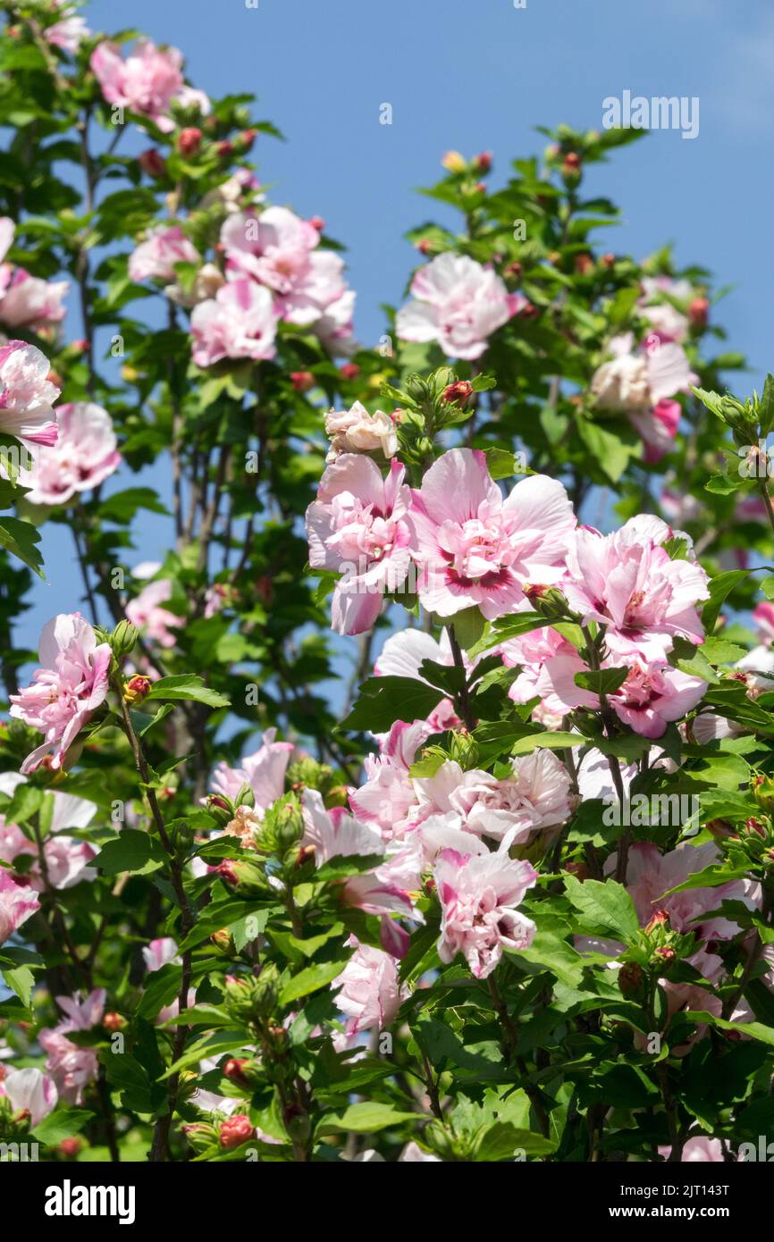 Strauchwerk, Hibiskus, Blüte, Pflanze, Althea, Rosa, Sharon-Rosen, blühender Strauch, Hardy Hibiscus Stockfoto