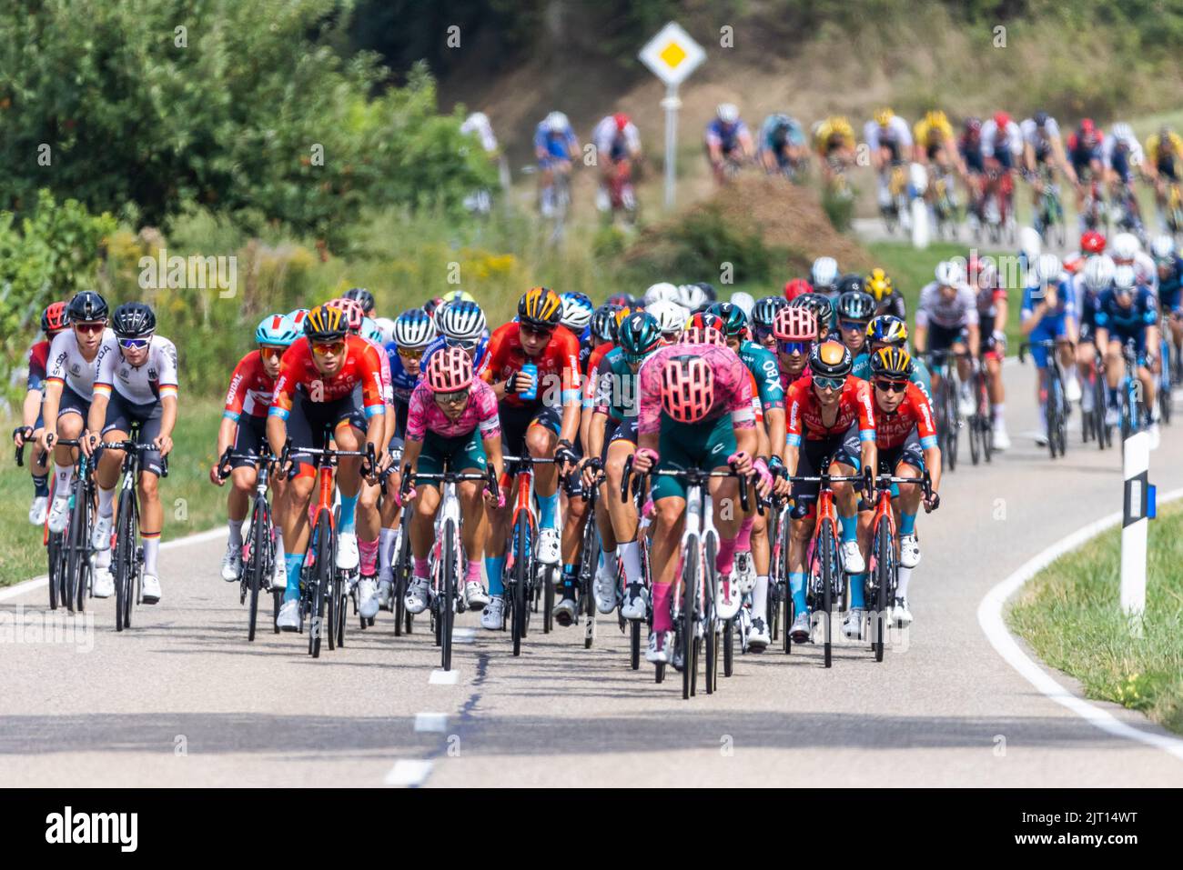 Vogtsburg Im Kaiserstuhl, Deutschland. 27. August 2022. Radler fahren im Hauptfeld der dritten Etappe der Deutschland-Rundfahrt in Richtung Oberbergen. Die 3. Etappe der Deutschland-Rundfahrt führt von Freiburg über den Breisgau und das Markgräfler Land ins Schauinsland. Quelle: Philipp von Ditfurth/dpa/Alamy Live News Stockfoto